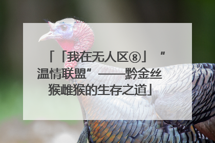 「我在无人区⑧」“温情联盟”——黔金丝猴雌猴的生存之道