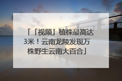 「视频」植株最高达3米！云南龙陵发现万株野生云南大百合