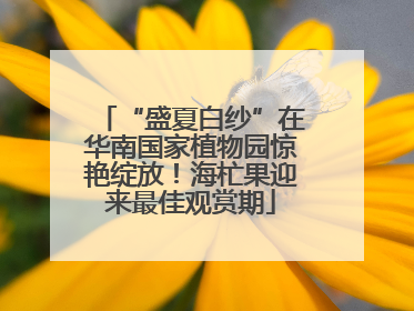 “盛夏白纱”在华南国家植物园惊艳绽放！海杧果迎来最佳观赏期