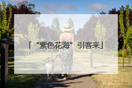 “紫色花海”引客来