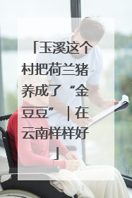玉溪这个村把荷兰猪养成了“金豆豆”｜在云南样样好