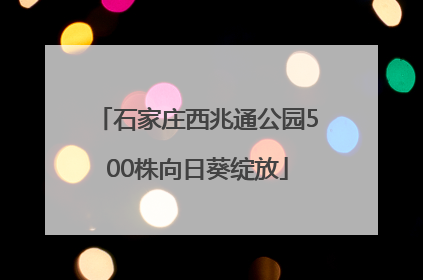 石家庄西兆通公园500株向日葵绽放