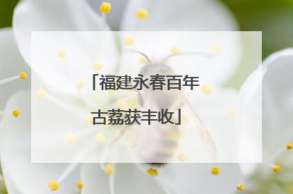福建永春百年古荔获丰收