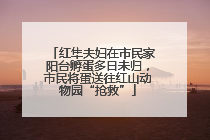 红隼夫妇在市民家阳台孵蛋多日未归，市民将蛋送往红山动物园“抢救”