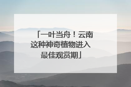 一叶当舟！云南这种神奇植物进入最佳观赏期