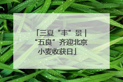 三夏“丰”景｜“五良”齐迎北京小麦收获日