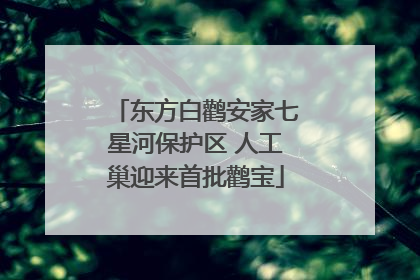 东方白鹳安家七星河保护区 人工巢迎来首批鹳宝