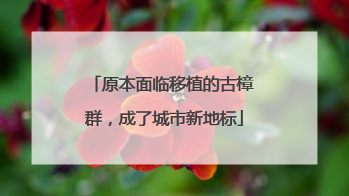 原本面临移植的古樟群，成了城市新地标