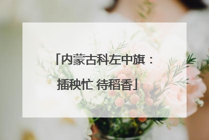 内蒙古科左中旗：插秧忙 待稻香