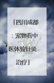 四川成都：宠物看中医体验针灸治疗