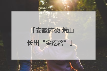 安徽旌德 荒山长出“金疙瘩”
