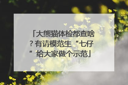 大熊猫体检都查啥？有请模范生“七仔”给大家做个示范
