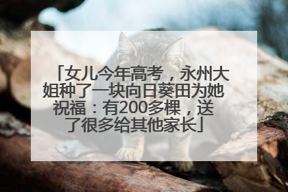 女儿今年高考，永州大姐种了一块向日葵田为她祝福：有200多棵，送了很多给其他家长