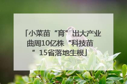 小菜苗“育”出大产业 曲周10亿株“科技苗”15省落地生根