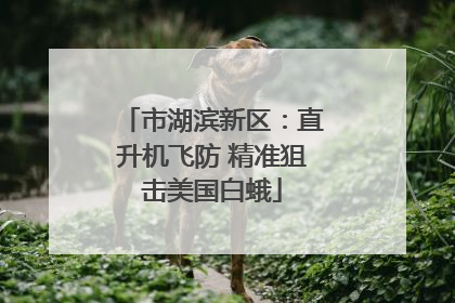 市湖滨新区：直升机飞防 精准狙击美国白蛾