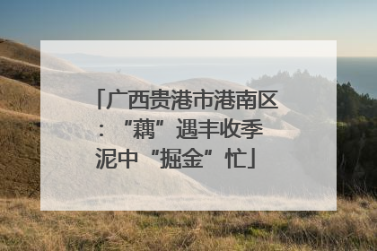 广西贵港市港南区：“藕”遇丰收季 泥中“掘金”忙