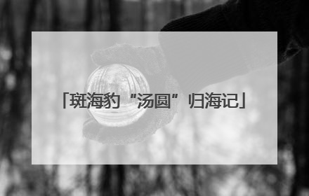 斑海豹“汤圆”归海记