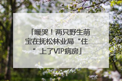 暖哭！两只野生萌宝在抚松林业局“住”上了VIP病房