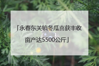 永春东关镇冬瓜喜获丰收 亩产达5500公斤
