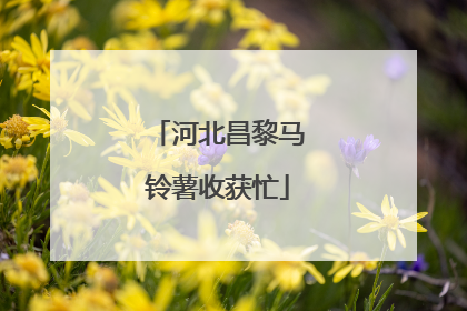 河北昌黎马铃薯收获忙