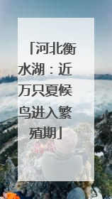 河北衡水湖：近万只夏候鸟进入繁殖期