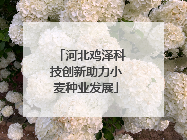 河北鸡泽科技创新助力小麦种业发展
