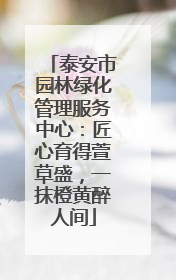 泰安市园林绿化管理服务中心：匠心育得萱草盛，一抹橙黄醉人间