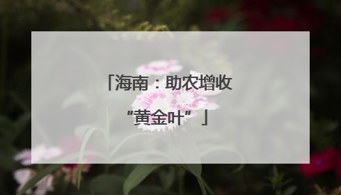 海南：助农增收 “黄金叶”