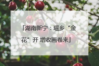 湖南新宁：瑶乡“金花”开 增收画卷来