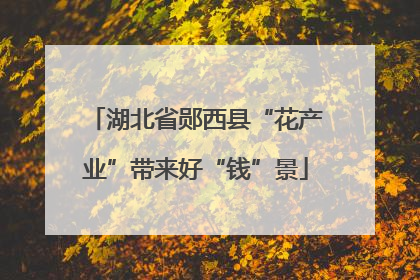 湖北省郧西县“花产业”带来好“钱”景