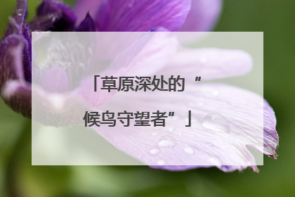 草原深处的“候鸟守望者”