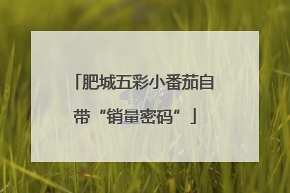 肥城五彩小番茄自带“销量密码”