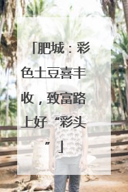 肥城：彩色土豆喜丰收，致富路上好“彩头”