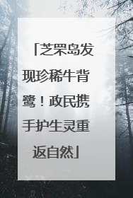 芝罘岛发现珍稀牛背鹭！政民携手护生灵重返自然