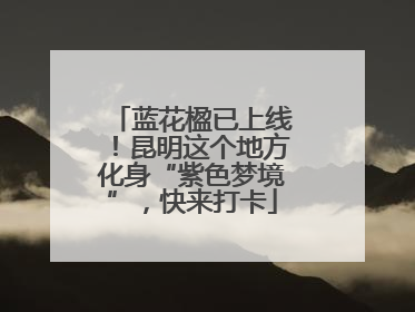 蓝花楹已上线！昆明这个地方化身“紫色梦境”，快来打卡