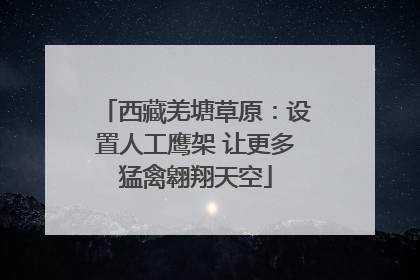 西藏羌塘草原：设置人工鹰架 让更多猛禽翱翔天空