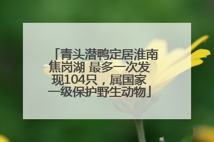 青头潜鸭定居淮南焦岗湖 最多一次发现104只，属国家一级保护野生动物