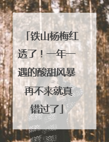 铁山杨梅红透了！一年一遇的酸甜风暴 再不来就真错过了